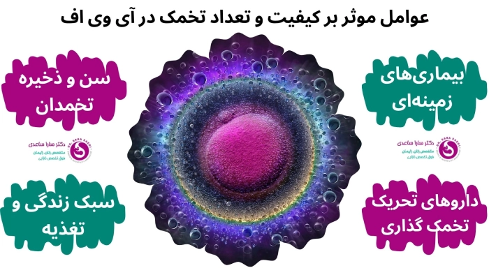 عوامل موثر بر کیفیت و تعداد تخمک در آی وی اف