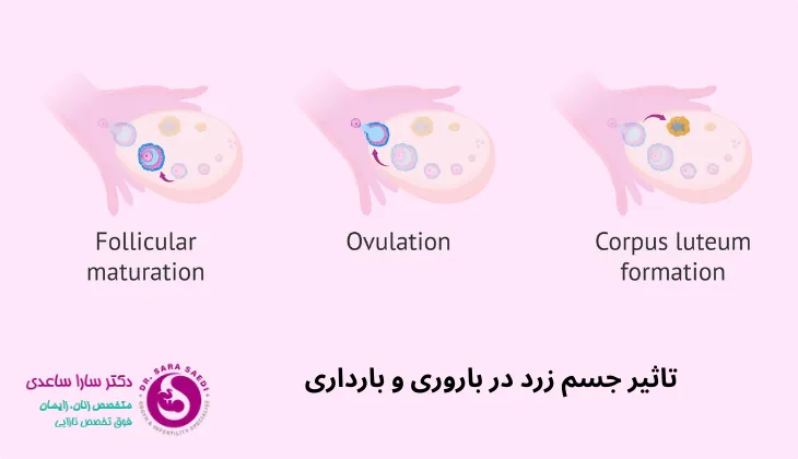 تاثیر جسم زرد در باروری و بارداری