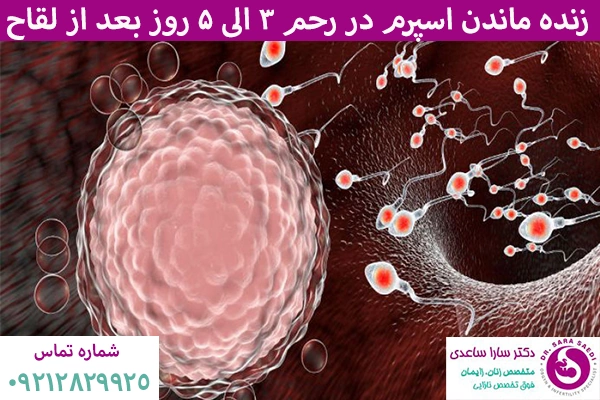 بارداری در پریود